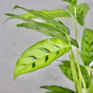 calathea-neon-rastlinkovo