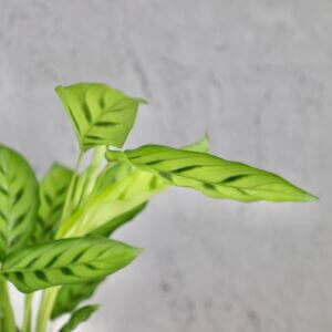 calathea-neon-rastlinkovo