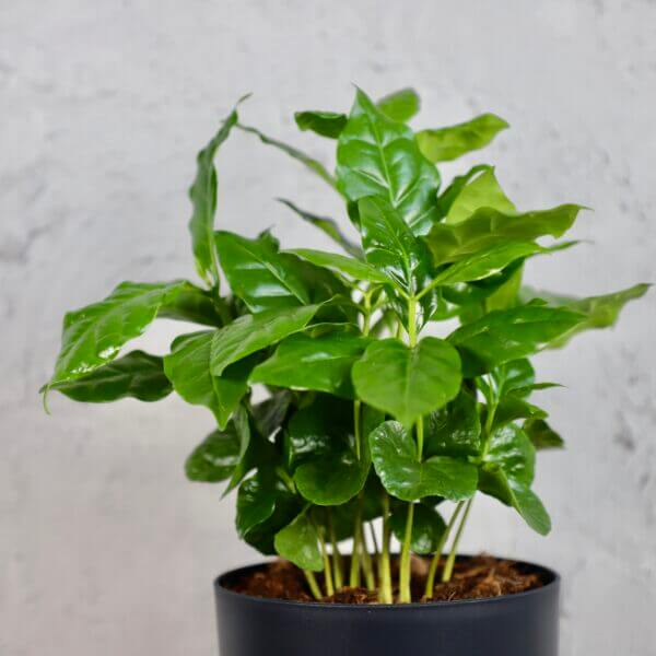 kavovnik-coffea-arabica-rastlinkovo