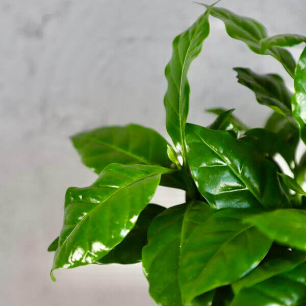 kavovnik-coffea-arabica-rastlinkovo