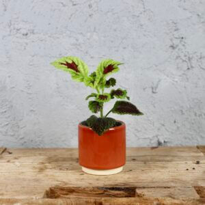africka-zihlava-coleus-violet-rastlinkovo