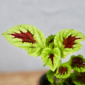africka-zihlava-coleus-violet-rastlinkovo