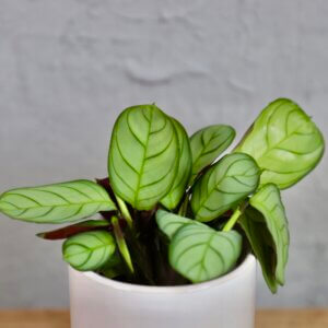 ctenanthe-amagris-rastlinkovo