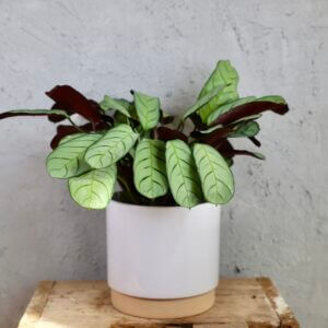 ctenanthe-burle-marxii-amagris-rastlinkovo