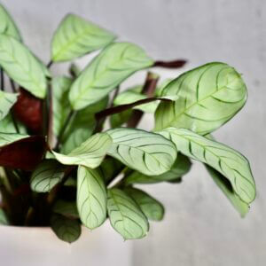 ctenanthe-burle-marxii-amagris-rastlinkovo