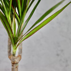 dracena-dracaena-marginata-rastlinkovo