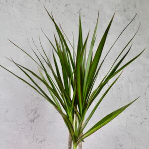 dracena-dracaena-marginata-rastlinkovo