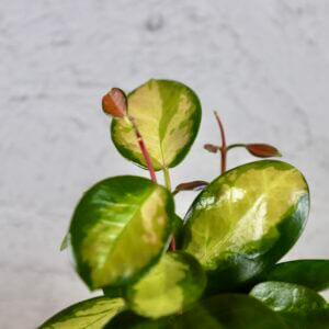voskovka-hoya-australis-lisa-rastlinkovo