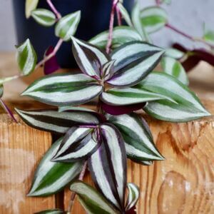 tradescantia-zebra-rastlinkovo