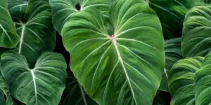 philodendron-gloriosum-rastlinkovo