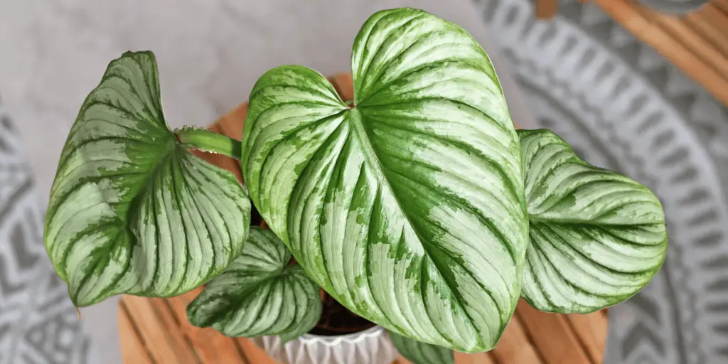 philodendron-mamei-rastlinkovo