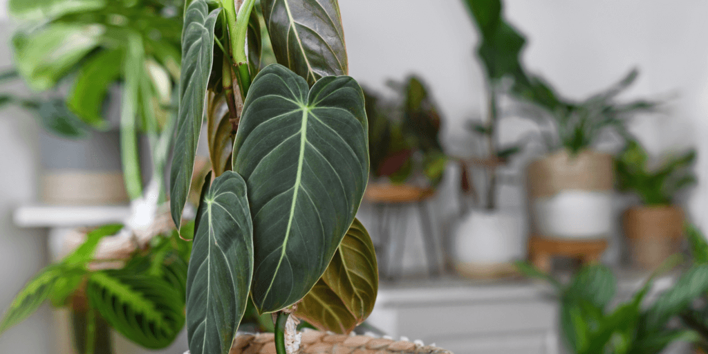 philodendron-melanochrysum-rastlinkovo