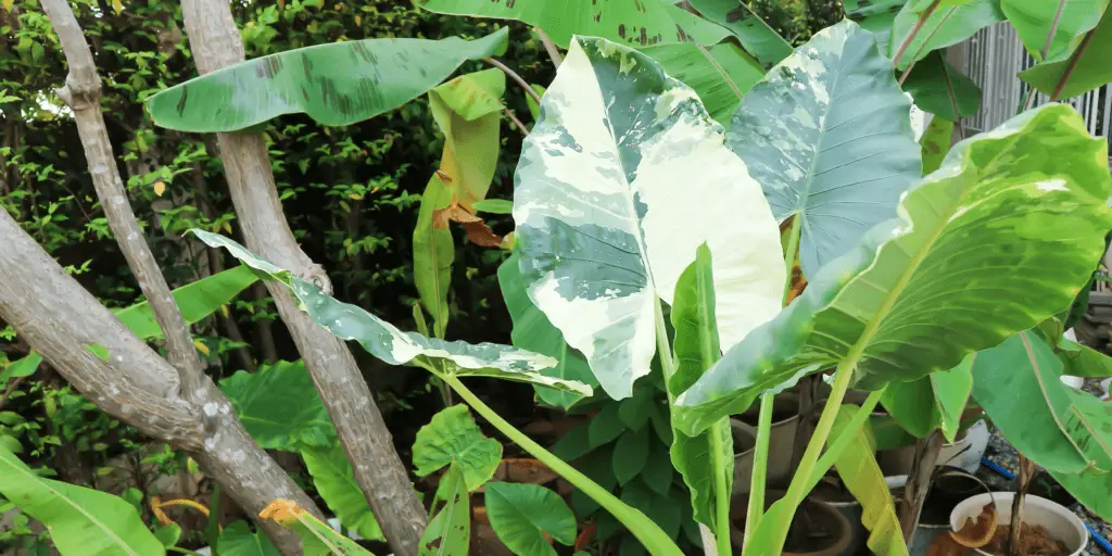 alocasia-macrorrhiza-variegata-rastlinkovo