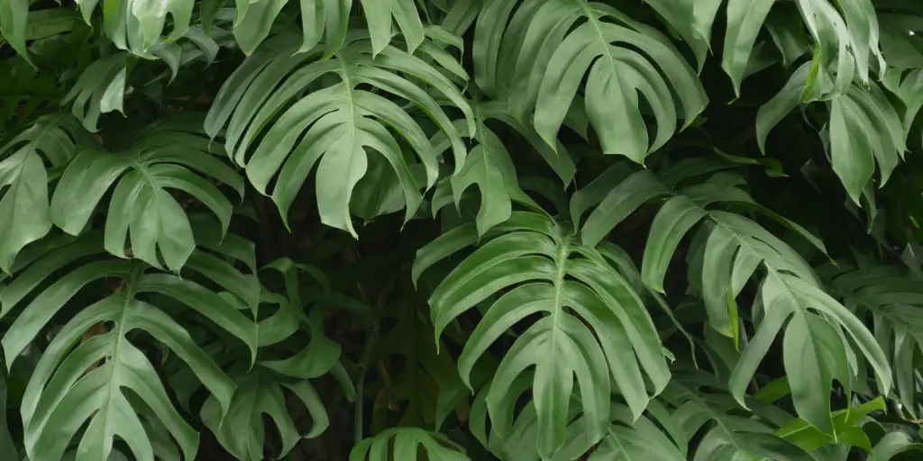 Rašelinník - Sphagnum moss: na čo pri pestovaní rastlín slúži? 3 monstera-rastlinkovo