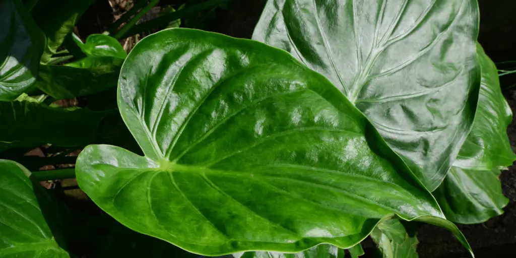 alocasia-cucullata-rastlinkovo