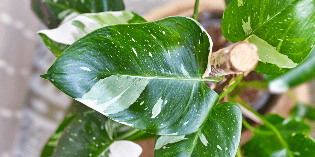 philodendron-white-princess-rastlinkovo