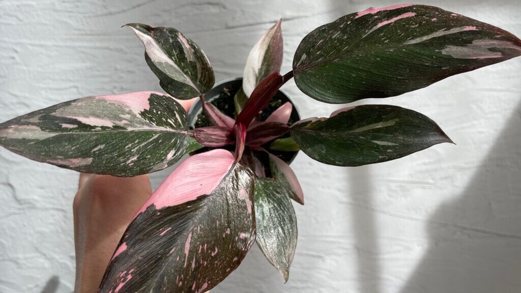 Philodendron: komplexný sprievodca pestovaním 2 philodendron-pink-princess-marble-rastlinkovo