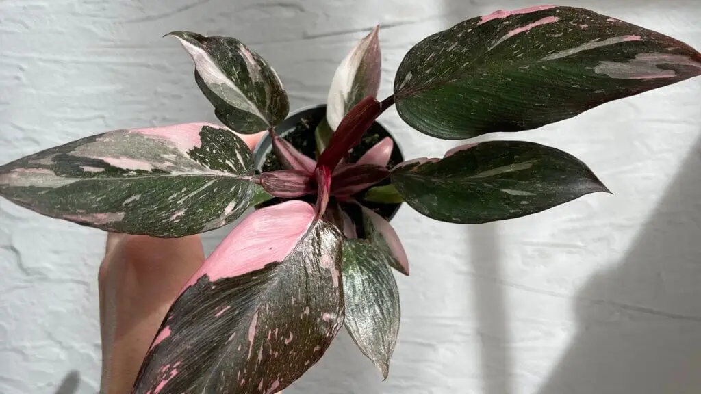 Philodendron: komplexný sprievodca pestovaním 2 philodendron-pink-princess-marble-rastlinkovo