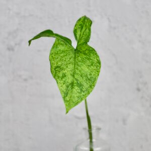 syngonium-mojito-odrezok-rastlinkovo
