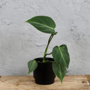 philodendron-gloriosum-dark-form-rastlinkovo