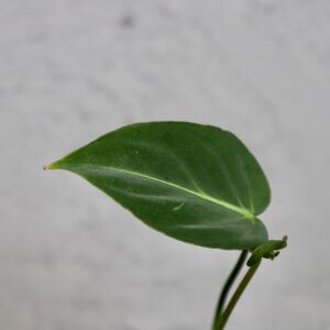 philodendron-gloriosum-dark-form-rastlinkovo