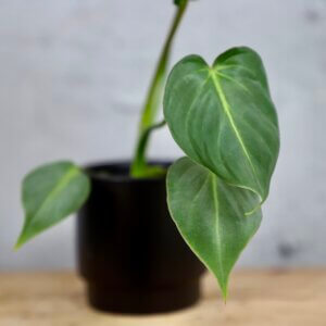 philodendron-gloriosum-dark-form-rastlinkovo