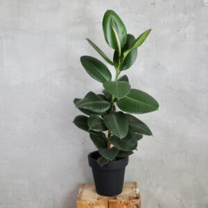 ficus-elastica-robusta-rastlinkovo