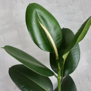 ficus-elastica-robusta-rastlinkovo