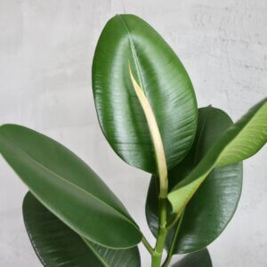 ficus-elastica-robusta-rastlinkovo