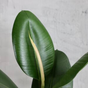 ficus-elastica-robusta-rastlinkovo