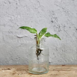 philodendron-white-wizard-rastlinkovo