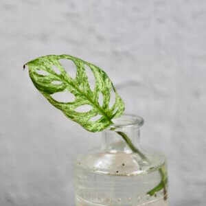 monstera-frozen-rastlinkovo