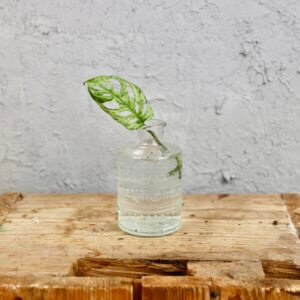 monstera-frozen-rastlinkovo