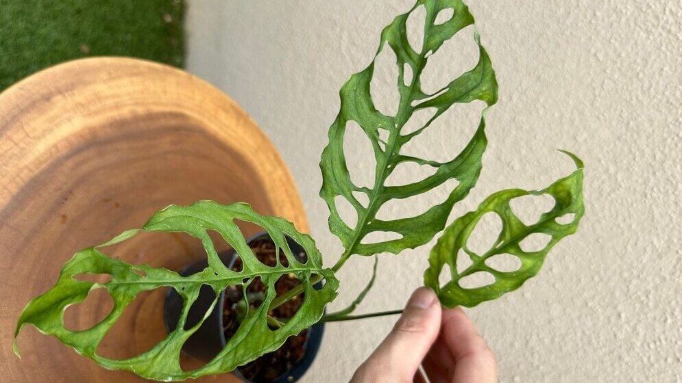 monstera obliqua peru 2 shoot 1704286595 1bba114f progressive 1 edited