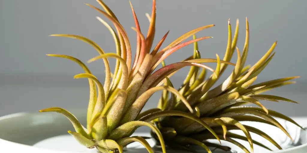 tillandsia-ako-pestovat-vzdusne-rastliny-rastlinkovo