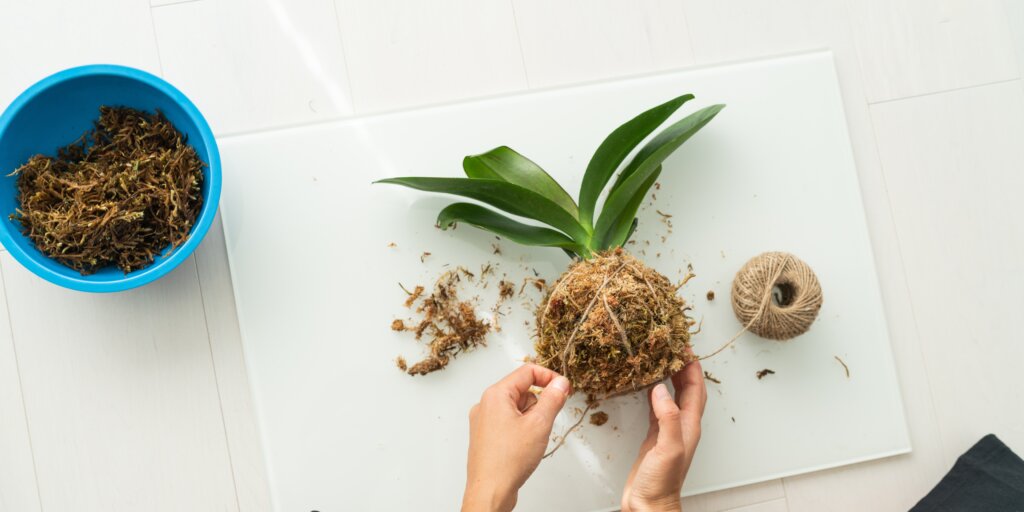 Rašelinník - Sphagnum moss: na čo pri pestovaní rastlín slúži? 4 sphagnum-moss-kokedama-rastlinkovo