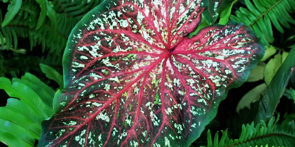 Caladium: ako sa starať o tieto pôsobivé rastliny 10 10 10