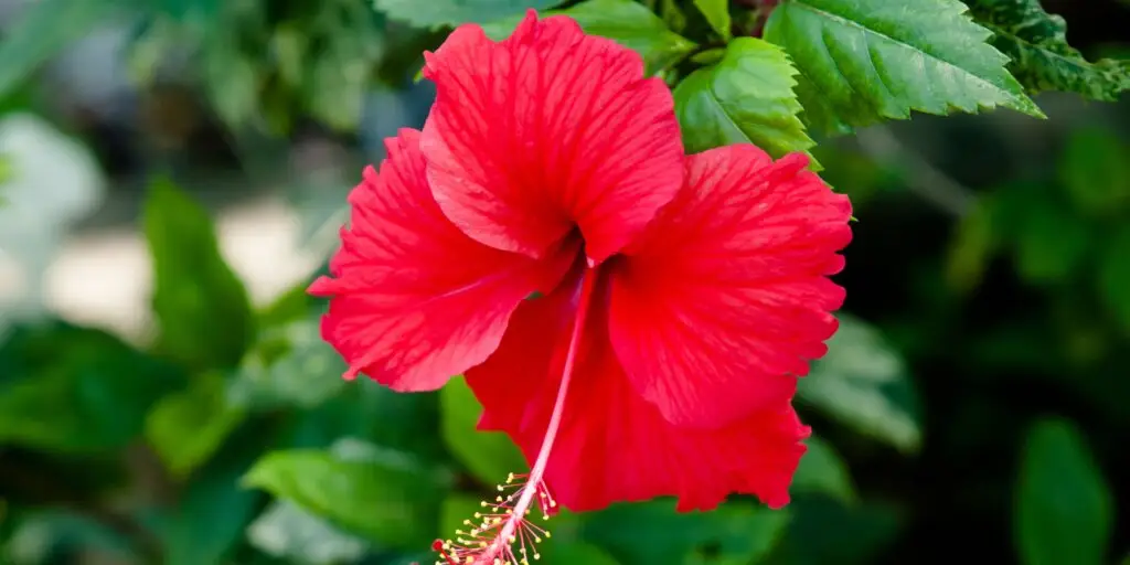 hibiscus-ibistek-cinska-ruza-rastlinkovo