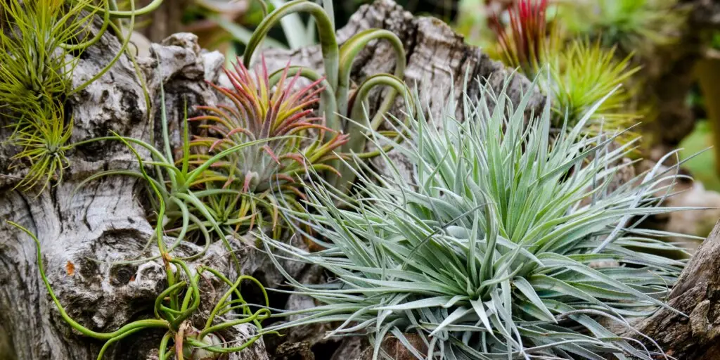 tillandsia-ako-pestovat-vzdusne-rastliny-rastlinkovo