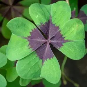 oxalis-deppei-rastlinkovo