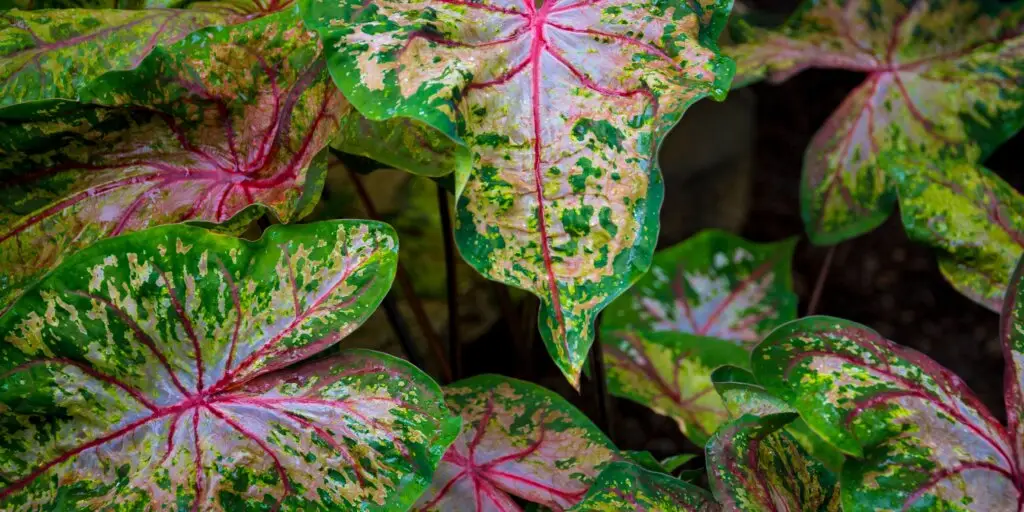 Caladium: ako sa starať o tieto pôsobivé rastliny 9 11 8