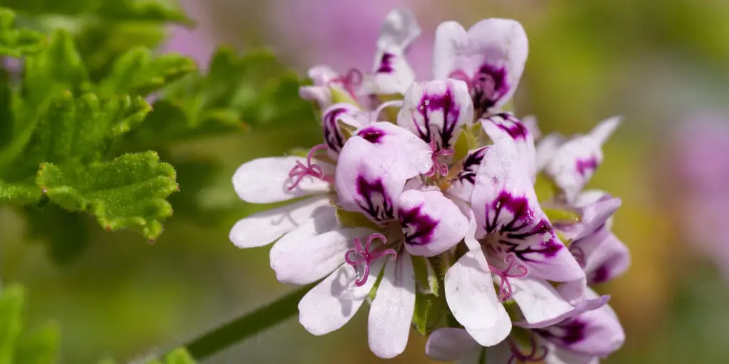 muskaty-pelargonie-rastlinkovo