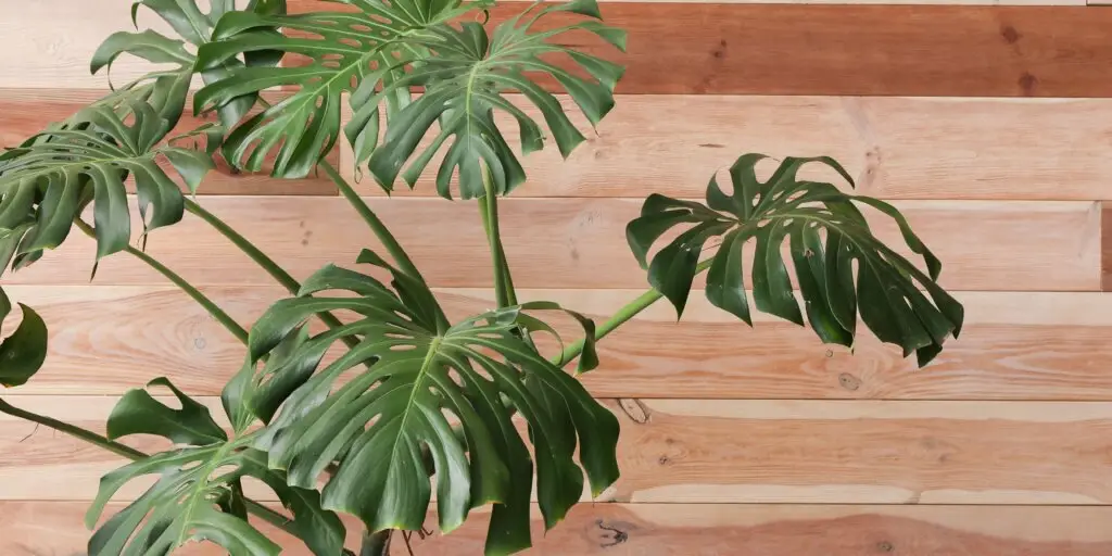 monstera-ako-na-derave-listy-rastlinkovo