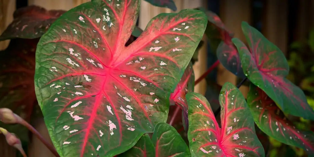 Caladium: ako sa starať o tieto pôsobivé rastliny 8 12 7