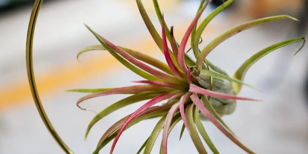 tillandsia-ako-pestovat-vzdusne-rastliny-rastlinkovo