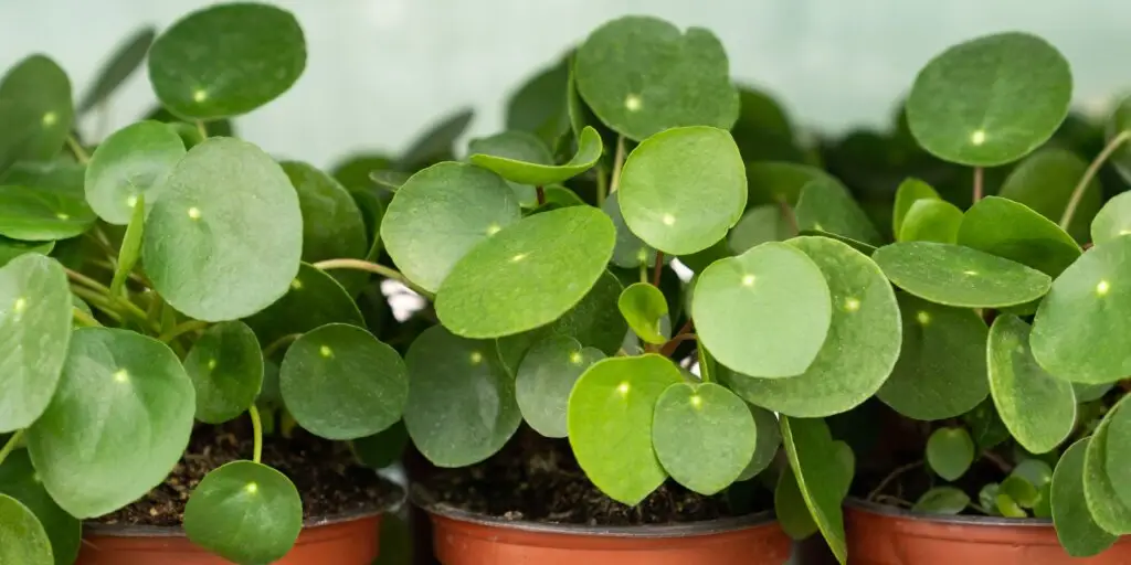 pilea-peperomioides-starostlivost-rastlinkovo