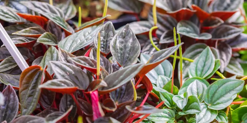 peperomia-ako-sa-starat-o-rastliny-rastlinkovo