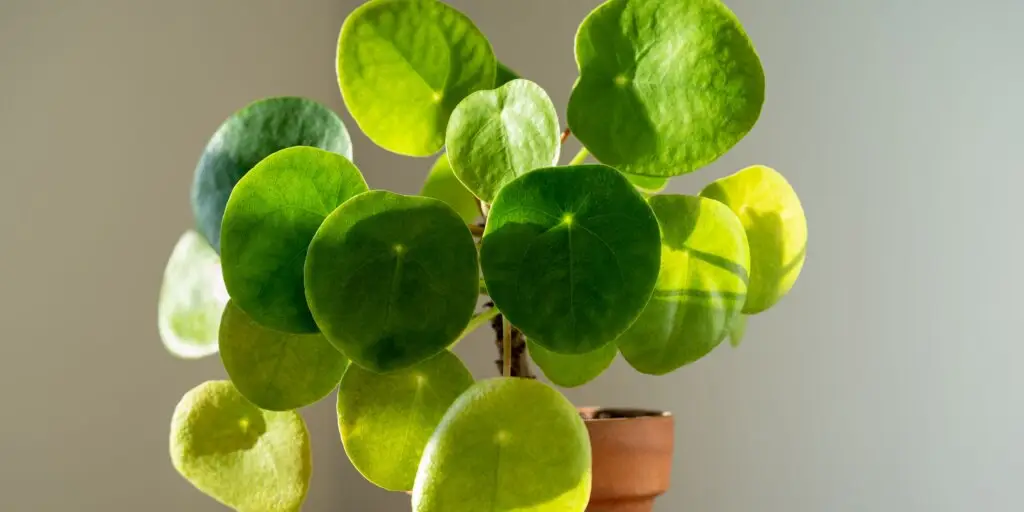 pilea-peperomioides-starostlivost-rastlinkovo
