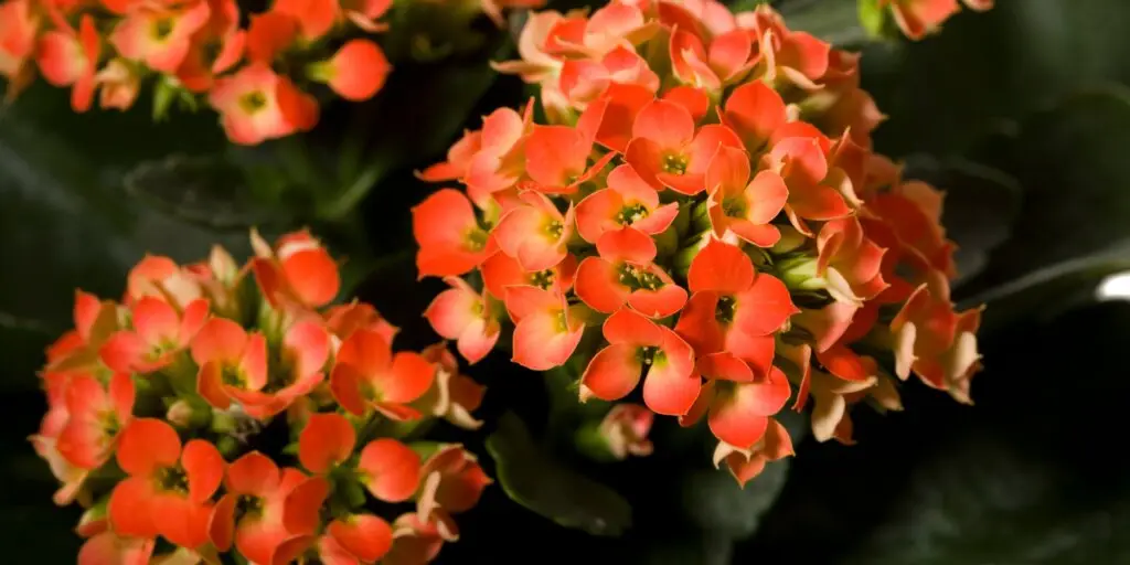 kalanchoe-rastlinkovo