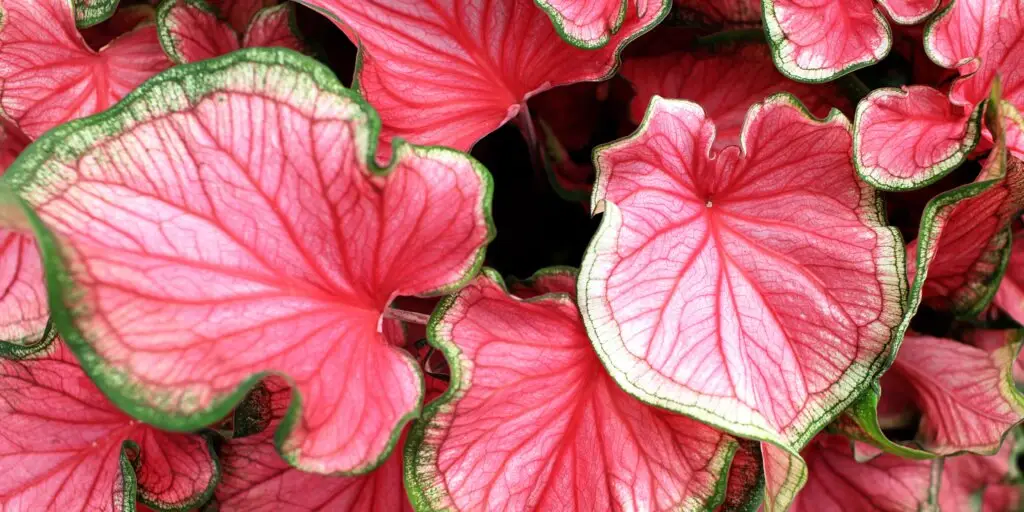 Caladium: ako sa starať o tieto pôsobivé rastliny 1 2 18